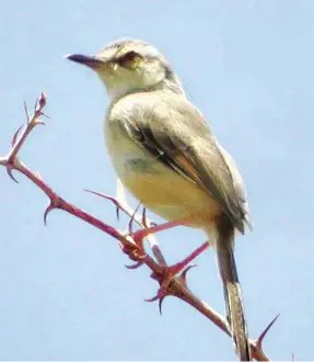  ??  ?? RIGHT: This River Prinia was only recorded at Lokichoggi­o. The closest neighbouri­ng population is some 3,000 kilometres away!