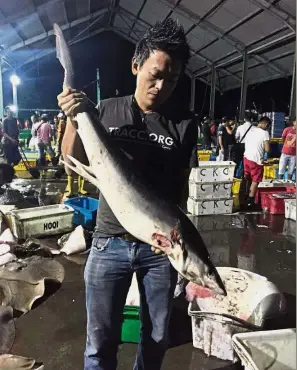  ??  ?? Cruel fate: Chong holding a shark without its fins at a market in Sabah.