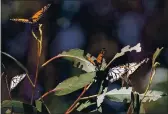  ?? PHOTOS BY SHMUEL THALER — SANTA CRUZ SENTINEL ?? Monarch butterflie­s on a eucalyptus tree at Lighthouse Field begin to open their wings as the day warms.