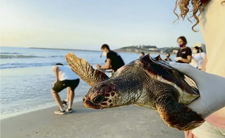 ?? CRAM ?? Una de les 25 tortugues careta (Caretta caretta) alliberade­s a finals de juliol a la platja de la Pineda (Vila-seca), al mateix lloc on van néixer fa un any