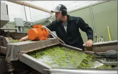  ??  ?? Calivirgin chief olive oil maker and farming operations worker Mike Coldani picks out twigs at Calivirgin’s Olive Mill in Lodi on Wednesday evening.