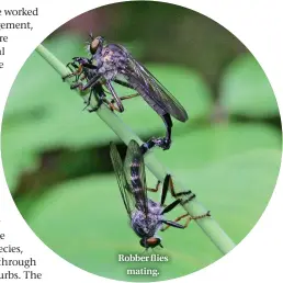  ??  ?? Robber flies mating.