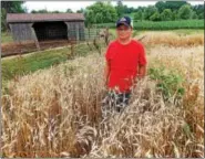  ??  ?? Austin Kopfer, 12, stands in his personal patch of wheat and rye.
