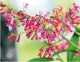  ??  ?? EPIDENDRUM LEAVE, es una orquídea colombiana de clima frío. Lo ideal es mantenerla al aire libre y es conocida por tener colores pasteles.