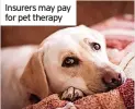  ?? ?? Insurers may pay for pet therapy