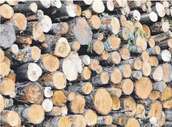  ?? FOTO: RAINER JENSEN/DPA ?? Holz ist derzeit teuer und nur schwer lieferbar.