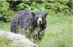  ?? COURTESY ?? A North American black bear.