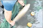  ??  ?? A crew member holds a steelhead trout rescued from the Carmel River when the flow stops during the summer because of over-pumping of the undergroun­d basin.