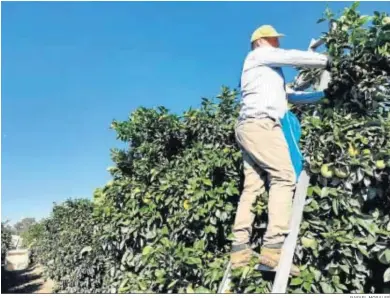  ?? RAFAEL MORALES ?? Un trabajador, durante la recogida de la naranja en la Vega del Guadalquiv­ir.