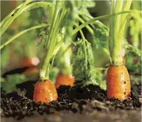  ??  ?? The humble carrot, king of allotment vegetables and a true classic