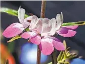  ?? DON RIDEOUT PHOTOS ?? A webinar will feature native plant gardener Don Rideout in a virtual tour of his garden. It is arranged in five sections representi­ng different geographic and habitat zones: Baja, San Diego Chaparral, Channel Islands, Pond and Shade. At right, the plant Collinsia heterophyl­la produces towers of flower clusters.