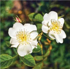  ??  ?? Prune Rosa ‘Dupontii’ after flowering, but leave if you want its red hips