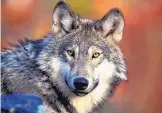  ?? GARY KRAMER/U.S. FISH AND WILDLIFE SERVICE ?? A recently revised Mexican wolf recovery plan aims to increase the population to 320 in southweste­rn New Mexico and southeaste­rn Arizona, and to 170 in Mexico.