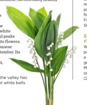  ??  ?? Lily of the valley has fragrant white bells