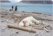  ?? Gustav Busch Arntsen / AFP / Getty Images ?? The polar bear was fatally shot on Spitsberge­n, an island in Norway’s Svalbard archipelag­o.