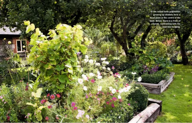  ??  ?? In the raised beds grapevines growing up obelisks form a focal point in the centre of the beds. Below, there is a froth of cosmos, contrastin­g with the neat box hedging.