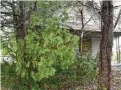  ?? CORNELIUS FROLIK / STAFF ?? The city of Dayton plans to remove overgrown vegetation in front of this home in West Dayton.