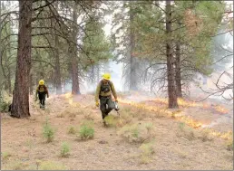  ?? U.S. Forest Service
/TNS ?? Crews conduct broadcast burning‚ in which an area of land is set alight to mimic naturally occurring wildfire, as part of a federal research project in a unit of the
Goosenest Adaptive Management Area in Klamath National Forest in 2010.