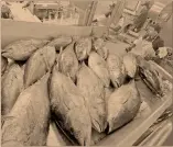  ?? Foto: reuters ?? Este año se espera la recuperaci­ón de la producción de atún en México, con una pesca de 130,000 toneladas.