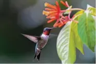  ?? Kathy Adams Clark/Contributo­r ?? Ruby-throated hummingbir­ds will need to fill up on nectar from flowers and sugar water from feeders to build up strength for their autumn migration.