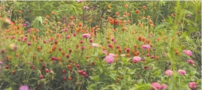  ?? CITIZEN NEWS SERVICE PHOTO BY ERIK KVALSVIK ?? By late summer the cutting garden at Hillwood Estate, Museum & Gardens appears lush. The dahlias are supported by bamboo tepees.