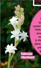  ?? ?? Tuberose ‘The Pearl’