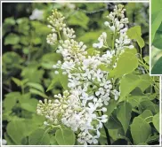  ??  ?? An elegant, single white lilac, Frederick Law Olmsted, is named after Highland Park’s world renowned designer.