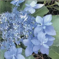  ?? Norman Winter / TNS ?? The large Tuff Stuff Ah-ha mountain hydrangea is known botanicall­y as Hydrangea serrata and is-comprised of large double sterile blossoms and tiny intense blue fertile flowers.