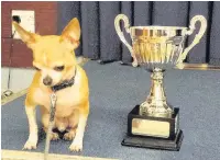  ??  ?? ●● Gilbert the Chihuahua who won the Dog of the Year award