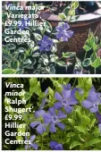  ?? ?? Vinca major ‘Variegata’, £9.99, Hillier Garden Centres
Vinca minor ‘Ralph Shugert’, £9.99, Hillier Garden Centres