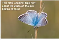  ??  ?? This male chalkhill blue first opens its wings as the sun begins to shine