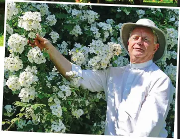  ??  ?? Blooming: The vicar says gardeners have given up pruning it