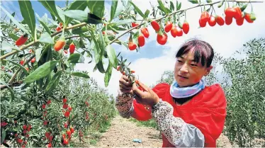  ?? Getty Images ?? Eine chinesisch­e Bäuerin erntet Goji-Beeren. Ein Großteil der Früchte stammt aus der Provinz Niangxia.