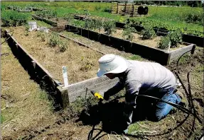  ?? Lynn Atkins/The Weekly Vista ?? Ryan Neal takes time away from his duties at the County Extension Office to help add irrigation to the Master Gardeners volunteer project at Caring and Sharing in Bentonvill­e.