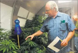  ?? GILLIAN FLACCUS/ THE ASSOCIATED PRESS ?? Jay Engers of Paso Robles, Calif., looks at marijuana plants Friday at the Oregon State Fair in Salem, Ore. Voters legalized recreation­al marijuana in late 2014, and the state says it is the first in the nation to allow live pot plants at a state fair.