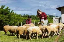  ?? ?? No Jurema Águas Quentes, famílias alimentam animais