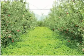  ??  ?? 盐源苹果下海乡种植基­地