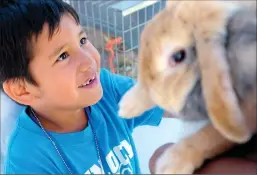  ??  ?? Kynoch Elementary School student Bruno Castro looks at a rabbit while on a tour of the FFA area on Wednesday at Marysville High School.