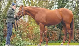  ?? (Pic: INPHO/Morgan Treacy) ?? Hurricane Lane is shown at Grange Stud, Fermoy last weekend as part of the ITM Irish Stallion Trail 2024.