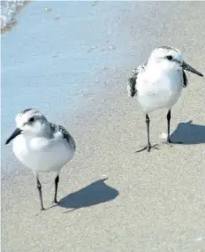  ?? PHOTOS BY PAUL NICHOLSON/SPECIAL TO POSTMEDIA NEWS ?? Sanderling­s were among the interestin­g shorebirds seen at the tip of Long Point last weekend. The parade of fall migrants flying south through Norfolk County will continue into November.