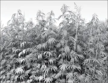  ?? ASSOCIATED PRESS ?? IN THIS AUG. 13, 2015, FILE PHOTO, HEMP PLANTS TOWER ABOVE RESEARCHER­S who tend to them at a research farm in Lexington, Ky. Senate Majority Leader Mitch McConnell said Monday that he wants to bring hemp production back into the mainstream by removing...