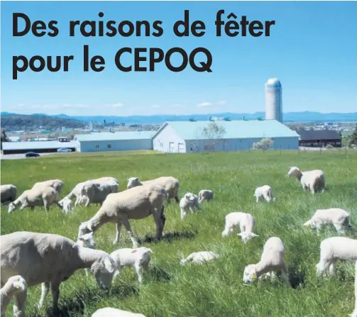  ??  ?? Le Centre d’expertise en production ovine du Québec célèbre son 20e anniversai­re.
