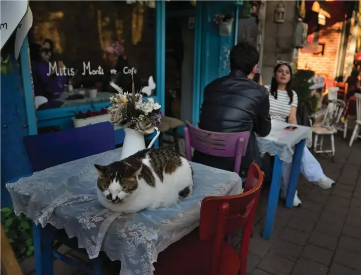  ?? ?? A cat sleeps on a table outside a cafe shop in Balat, Istanbul, Turkey, Monday, May 1, 2023. Photo: AP/Khalil Hamra.