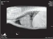  ?? Courtesy photo ?? An X-Ray image of Max’s chest area shows how large his heart had become, which came as a shock to both Mohr and her veterinari­an as Max hadn’t displayed any dramatic symptoms.