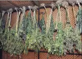  ?? Ned Gerard / Hearst Connecticu­t Media ?? Marijuana plants seized in a Bridgeport police raid in 2016.