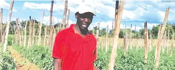  ?? ?? Mr Chigombe shows off a thriving tomato crop