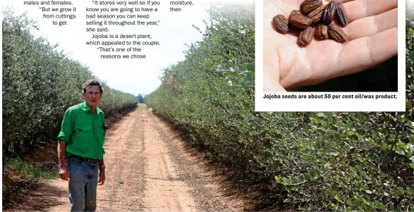  ?? PHOTOS: CONTRIBUTE­D ?? SUCCULENT SEEDS: Kim Felton-Taylor inspects the jojoba plantation. Jojoba seeds are about 50 per cent oil/wax product.