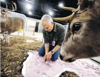  ?? DAVID BLOOM/FILES ?? Terry Chase works on a diorama of white-tailed deer in the new Royal Alberta Museum in Edmonton. The facility will be twice as energy efficient as the old museum, yet its large size means it uses more energy.