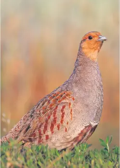 ??  ?? The appearance of the grey partridge is a sure sign to Angus that spring is returning.