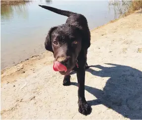  ?? Mohamed Al Shahaibi ?? Selina’s labrador Kiva was cleared under the Wisdom Panel DNA test, which can highlight potential health problems